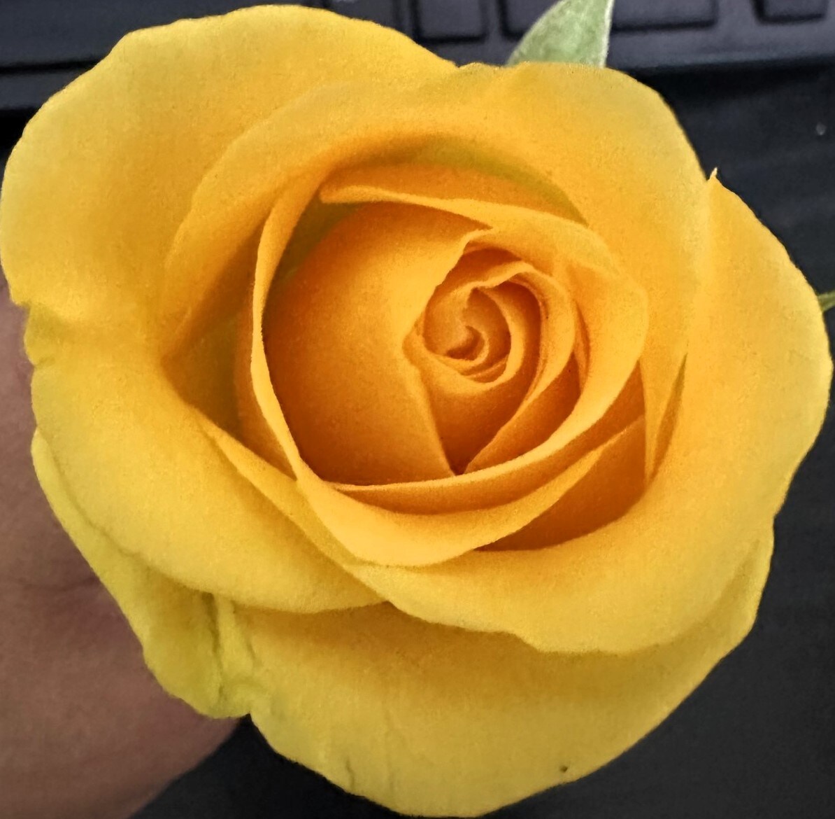 YELLOW ROSE